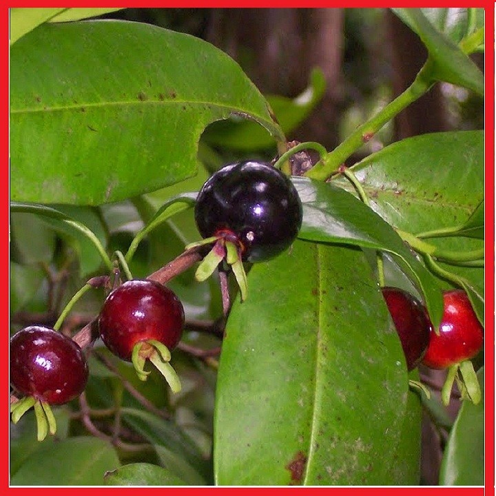 Cây giống cherry Brazil - C031