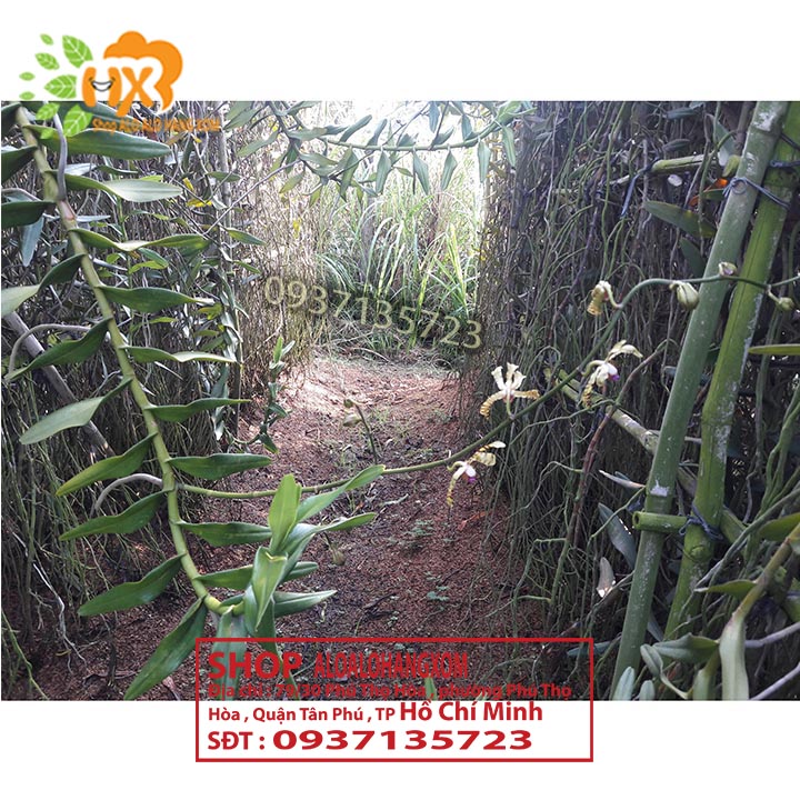 [HCM]COMBO 10 CÂY LAN BÒ CẠP RẰN CON