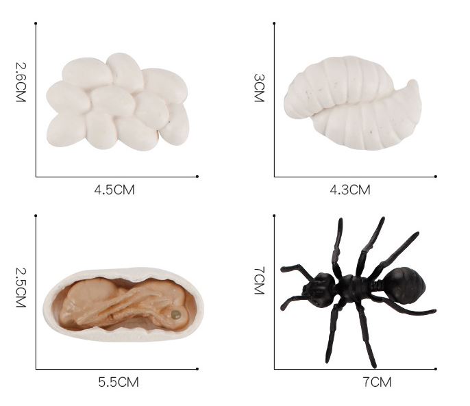 Mô hình vòng đời của kiến - Ant life cycle