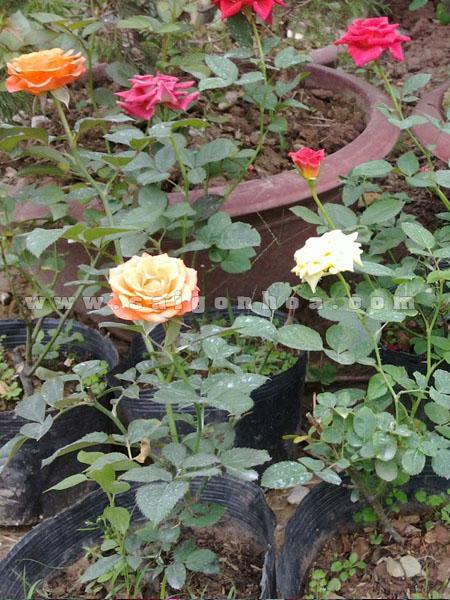 Hạt giống Hồng Tỷ Muội nhiều màu (20 hạt)