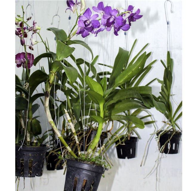 Móc Kẽm Treo Lan, Cây Cảnh 70cm