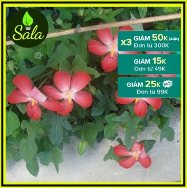400 Hạt Giống Sâm Bố Chính (Hoa Đỏ Tươi)