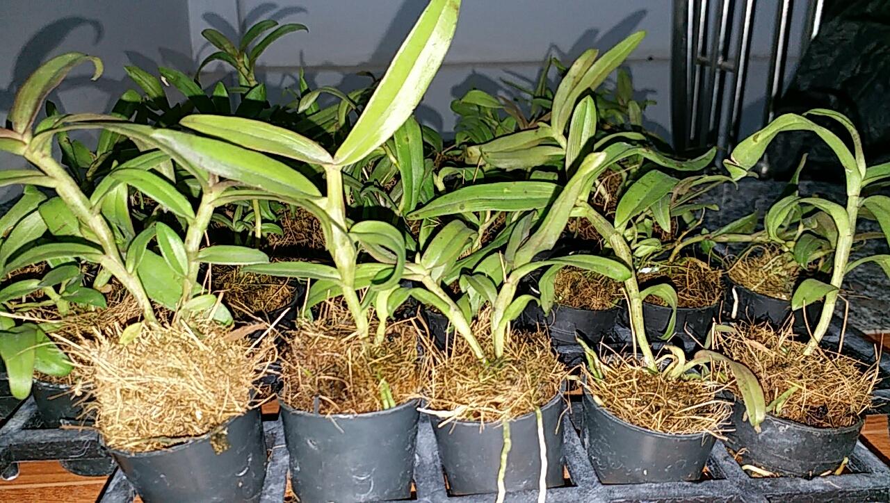 Phi điệp di linh tam bố hàng gieo hạt