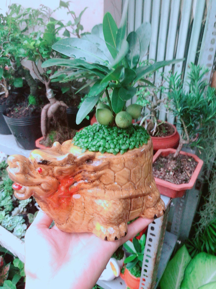 Chậu Cây May Mắn Tài Lộc