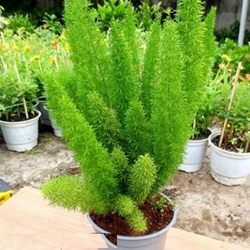 Hạt giống cây Tùng Đuôi Chồn (Trúc Thiên Môn) - Gói 5 hạt