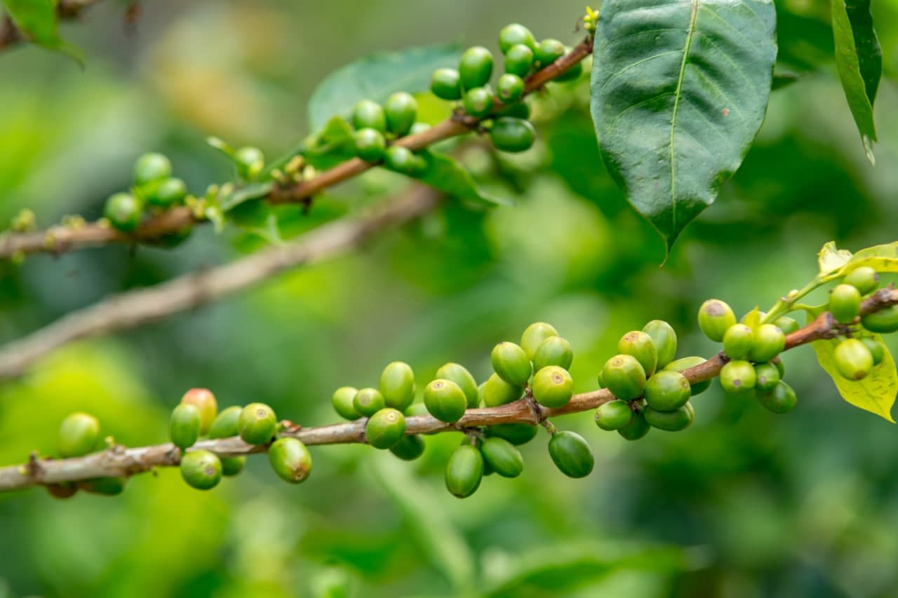 Azzan Arabica  250g - Cà phê Arabica Cầu Đất, Lâm Đồng (hương trái cây, vị chua thanh)