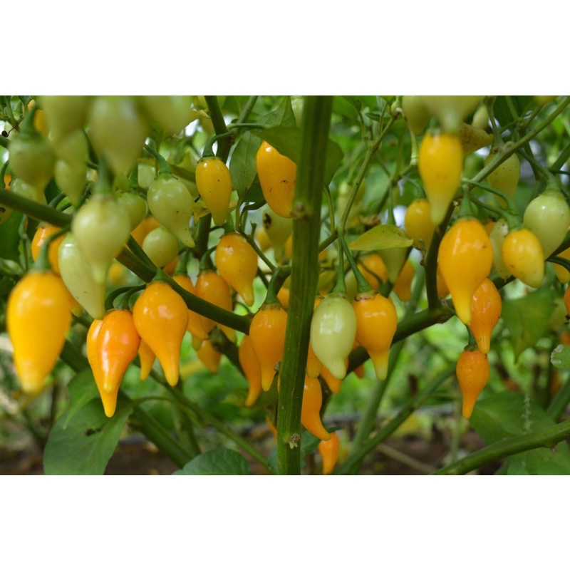 Hạt giống Ớt Mỏ Chim Vàng (Biquinho Yellow) - 10 hạt Nhập khẩu Mỹ