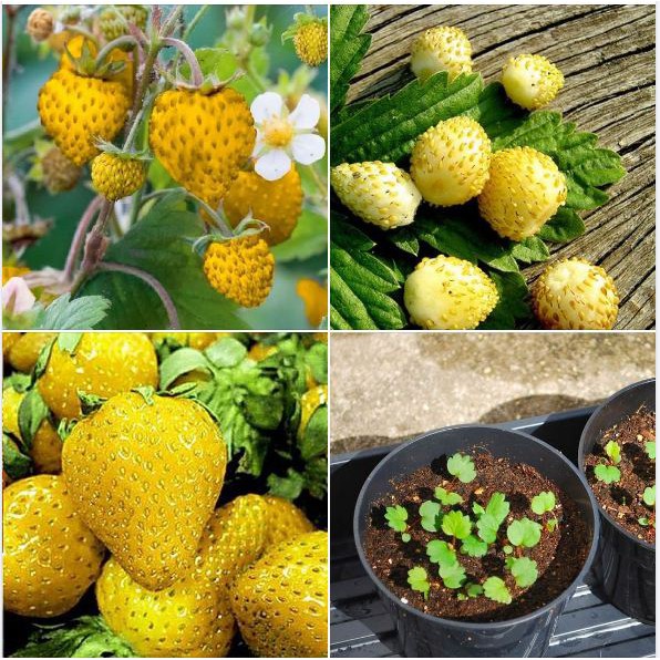 Hạt giống dâu tây vàng 30 hạt