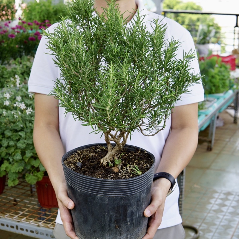 Hương Thảo Bonsai JUN GARDEN Size 100cm