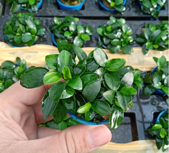 Cây ráy “nana tàu” lá nhỏ