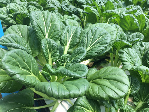 Hạt Giống Cải Hoa Hồng