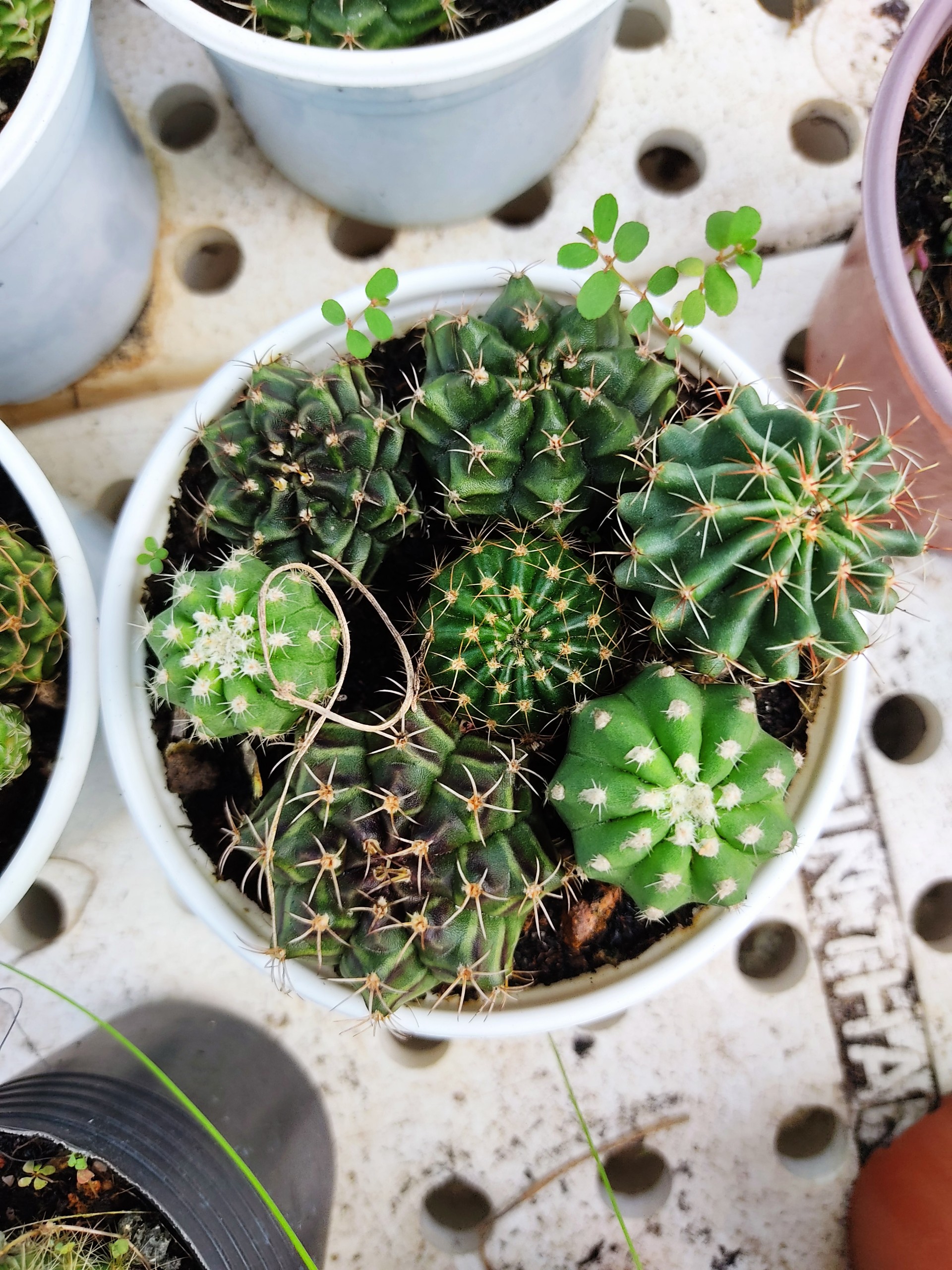 Combo 2 chậu xương rồng Mix (size chậu 10 cm)