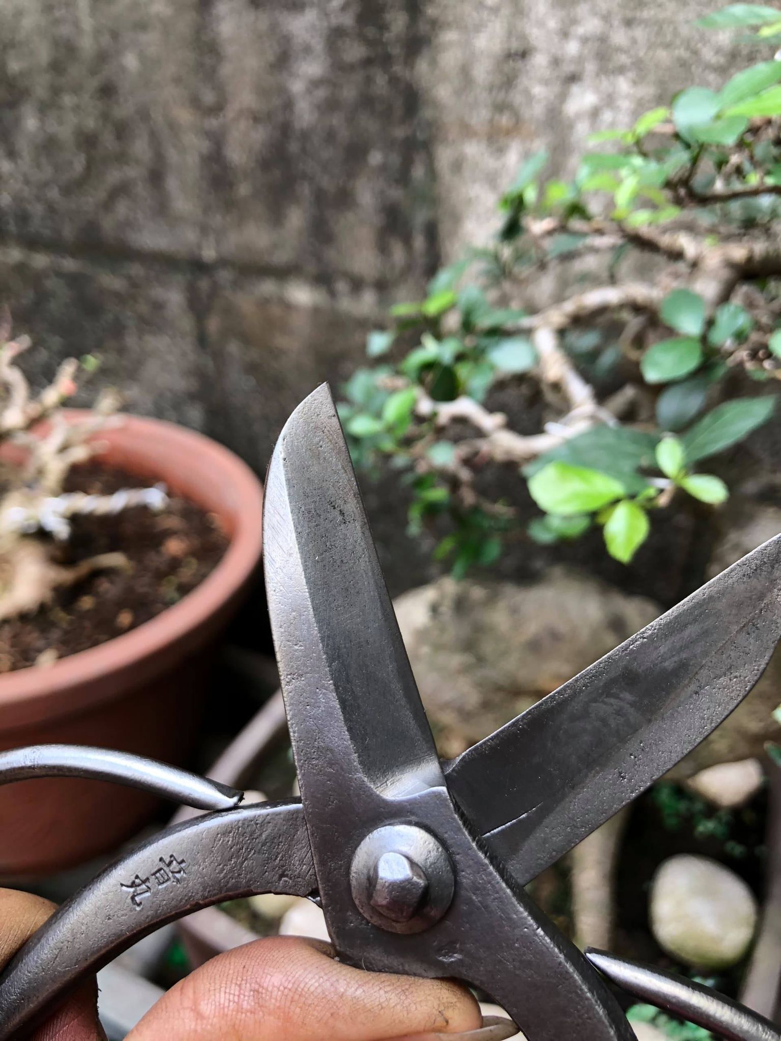 Kéo Cắt Tỉa Thép Trắng Đúc Cao Cấp