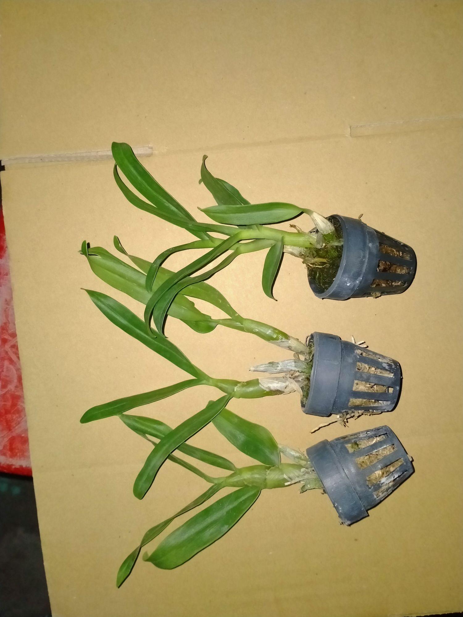 Lan Đuôi Công& mùa xuân cây giống