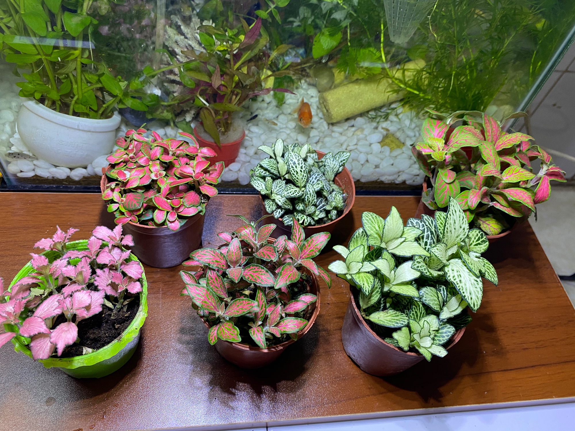 LÁ MAY MẮN FITTONIA - GIÁ SIÊU RẺ