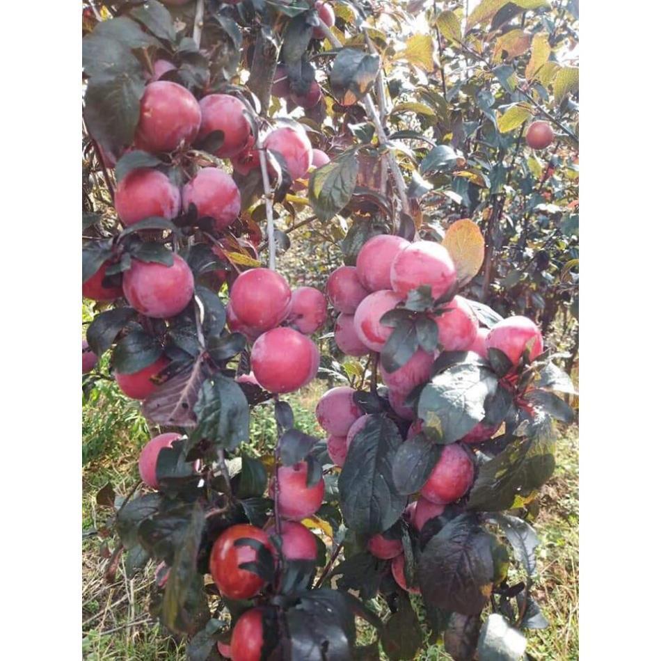 Cây giống mận đỏ mexico thân lá đỏ siêu ngọt, siêu quả, siêu năng suất