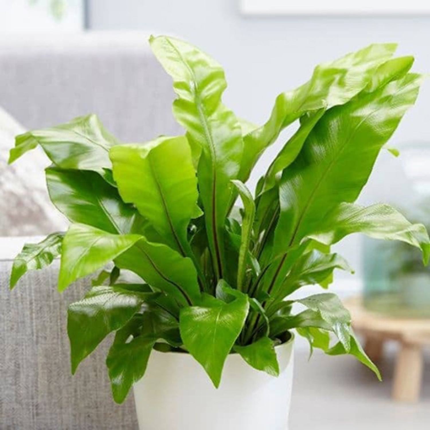 Cây ráng ổ phụng, cây nội thất