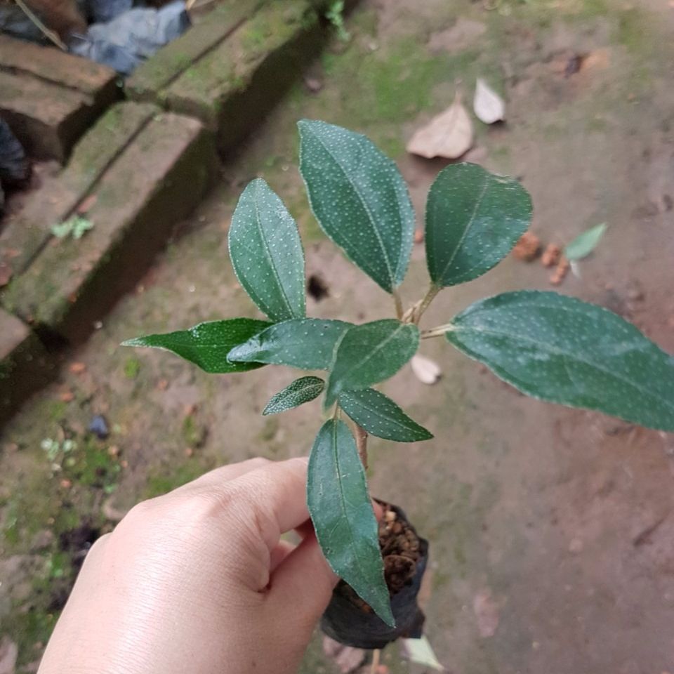 [Medicinal Plants] Combo of 3 Kousam Seedlings