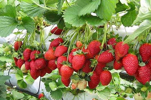 Ăn dâu tây có tốt không?