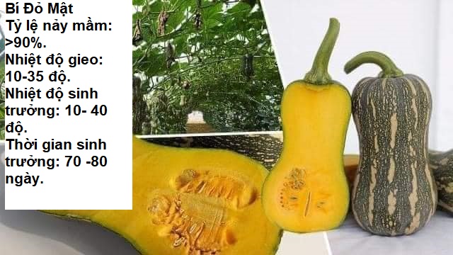 Hạt giống bí ngô mật f1 10 hạt - tkvt2