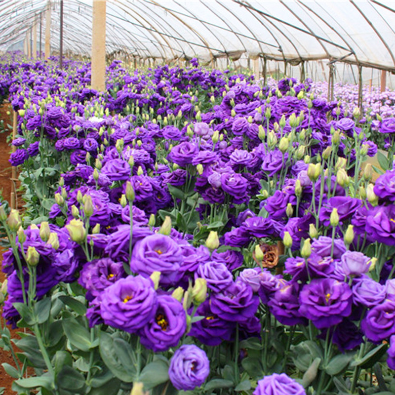 HẠT GIỐNG HOA CÁT TƯỜNG GÓI 100 HẠT