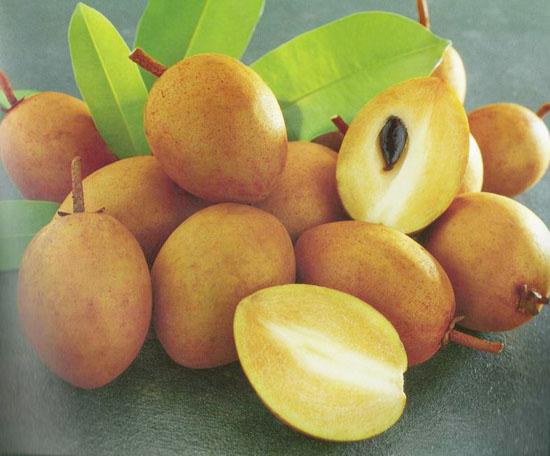 Cây HỒNG XIÊM XUÂN ĐỈNH ghép siêu quả, quả ngọt - Cây to, khỏe gửi nguyên bầu