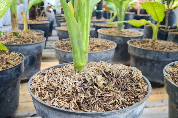 Vỏ Trấu - Vỏ Lúa Trồng Cây Rau Sạch