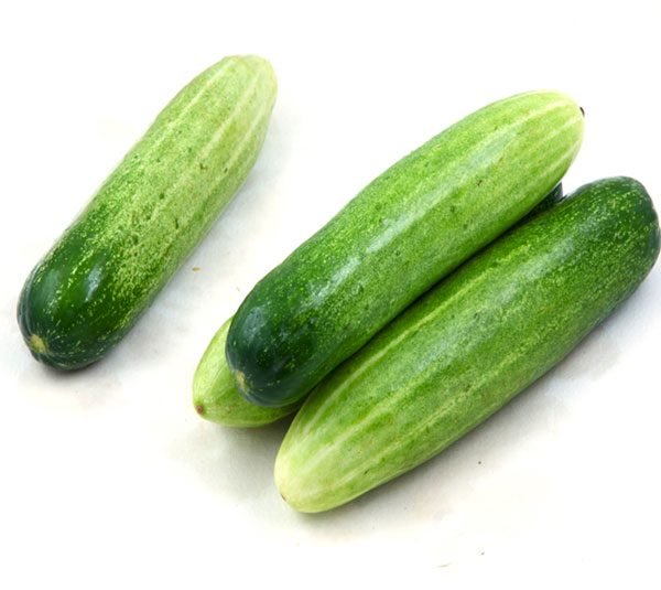 Hạt Giống Dưa Leo (Dưa Chuột)