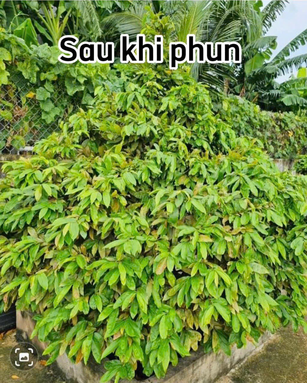 PHÂN BÓN RA RỄ MẬP THÂN NÙ GỐC MAI CẶP CHAI 300ML