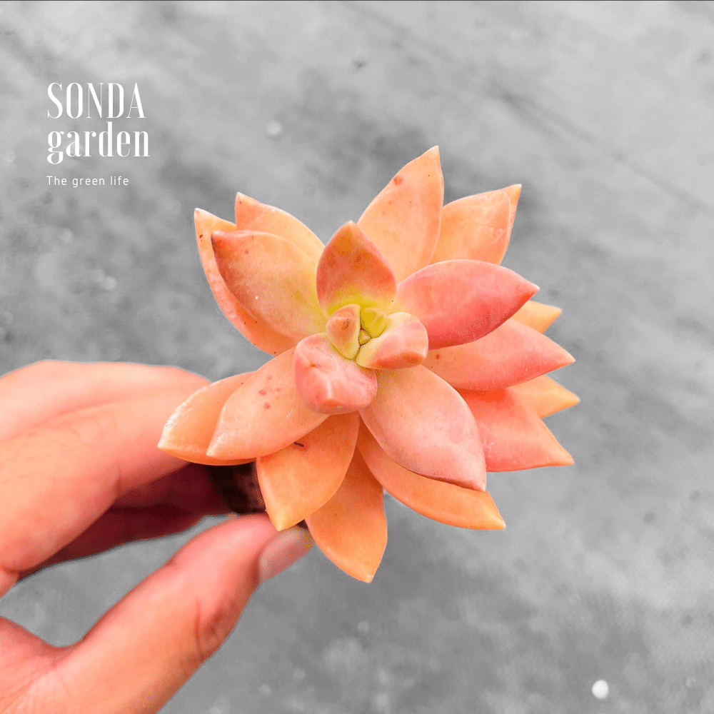 SEN ĐÁ ĐÁ ĐỎ CỔ THỤ SIZE MINI, LỖI 1 ĐỔI 1