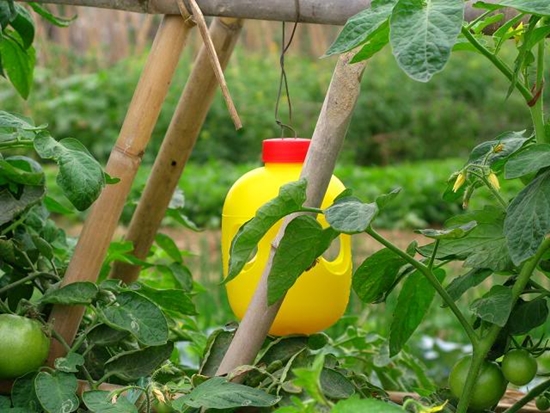 Thu oc dẫn dụ ruồi đục trái, hoa quả FLYKILL 20ML (tặng 1 lồng bẫy ruồi có sãn bông )