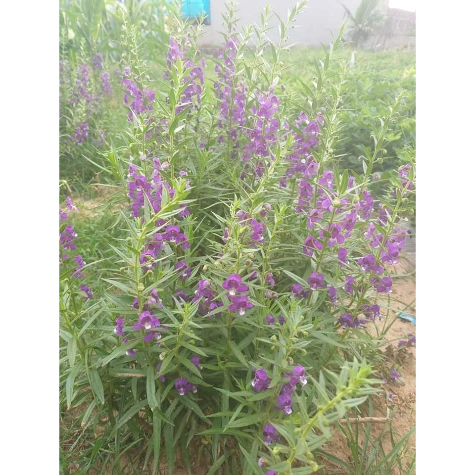 Cây hoa Violet cổ thơm khoẻ mạnh đang hoa