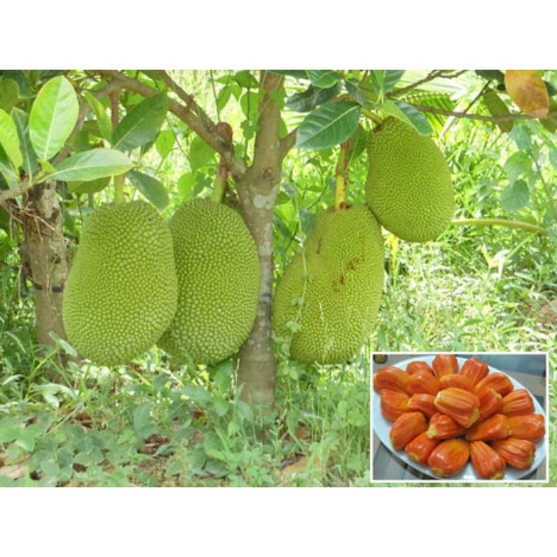 Cây giống mít ruột đỏ sơ đỏ
