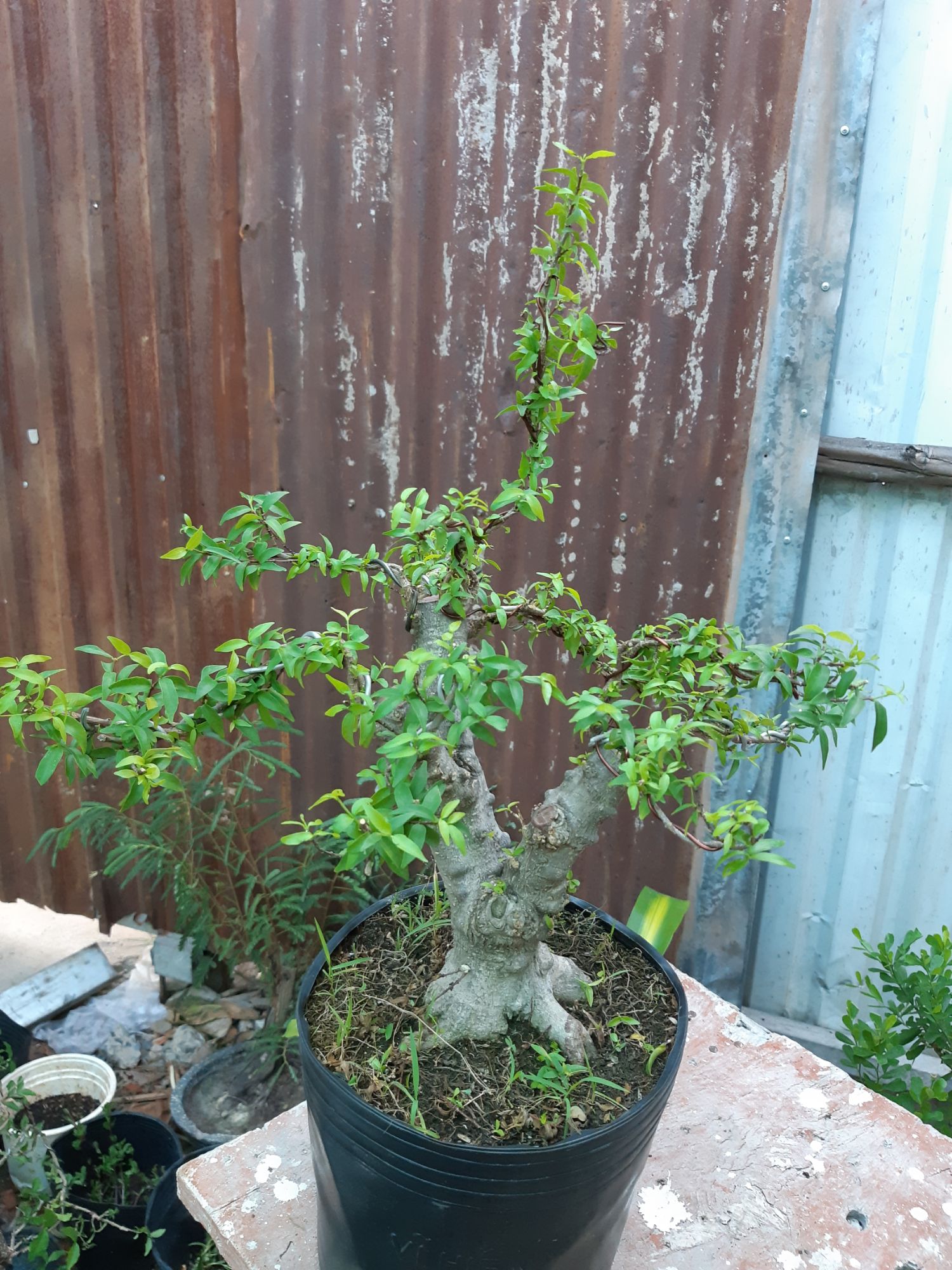 mai chiếu thủy gốc gân lớn