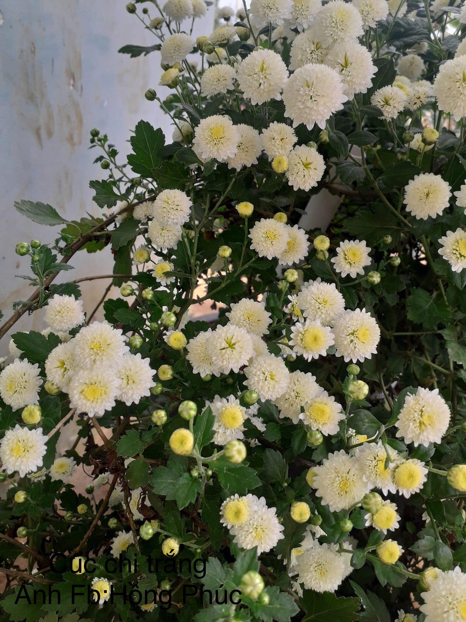 Cây giống hoa Cúc làm trà (cúc cổ, cúc kim, cúc chi vàng, bạch cúc)
