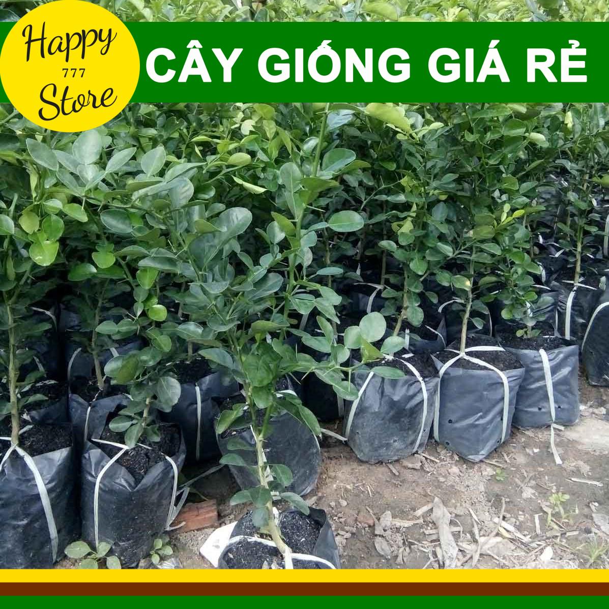 Cây chúc lỡ, cao khoảng hơn 35-50cm, giá 30k happy_store