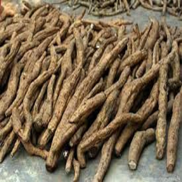 CÂY GIỐNG SẮN DÂY TA CAO SẢN