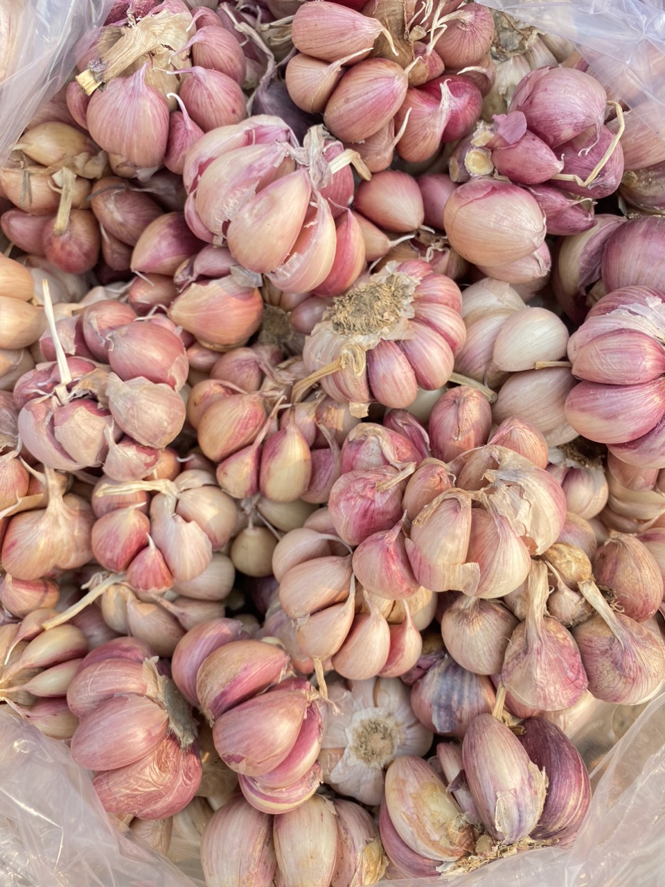 tỏi tím đà lạt loại 1