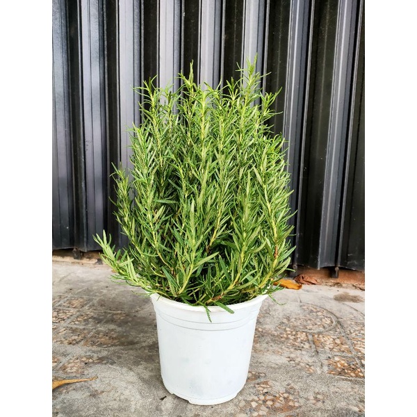 CÂY GIA VỊ HƯƠNG THẢO (ROSEMARY) BỤI LỚN