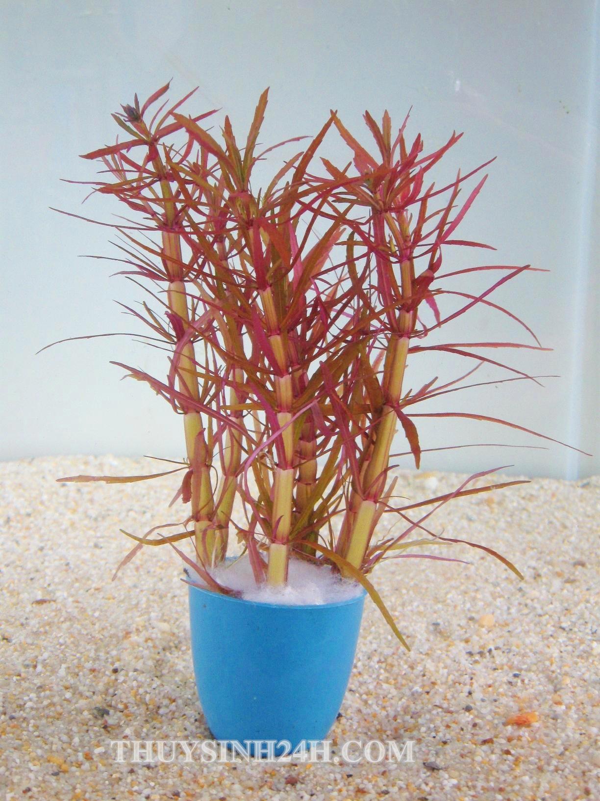 DỪA NHẬT (12 nhánh)