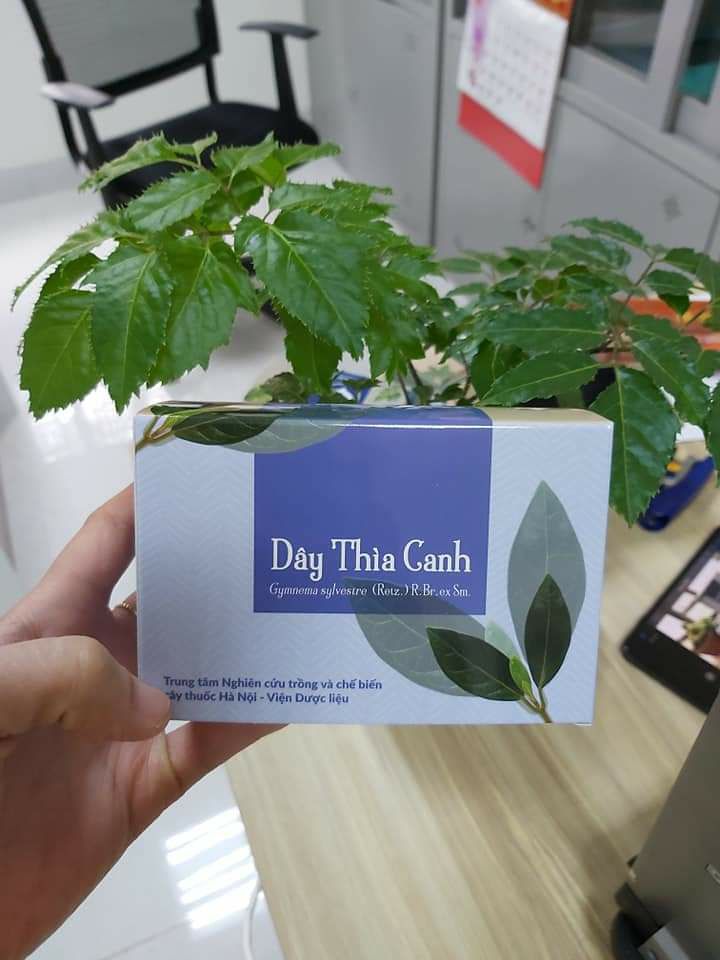 Trà túi lọc dây thìa canh