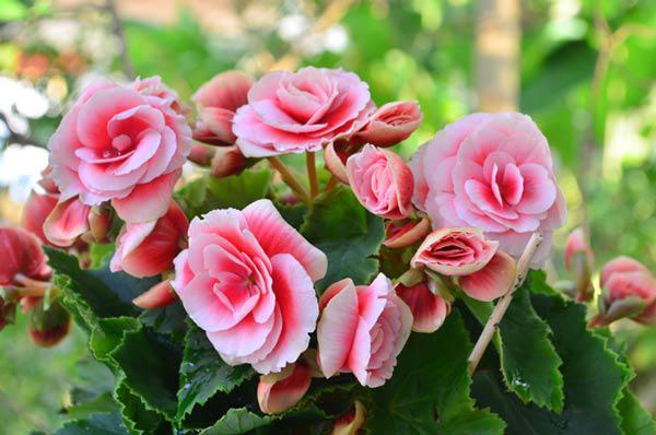 Hạt giống hoa thu hải đường đơn mix