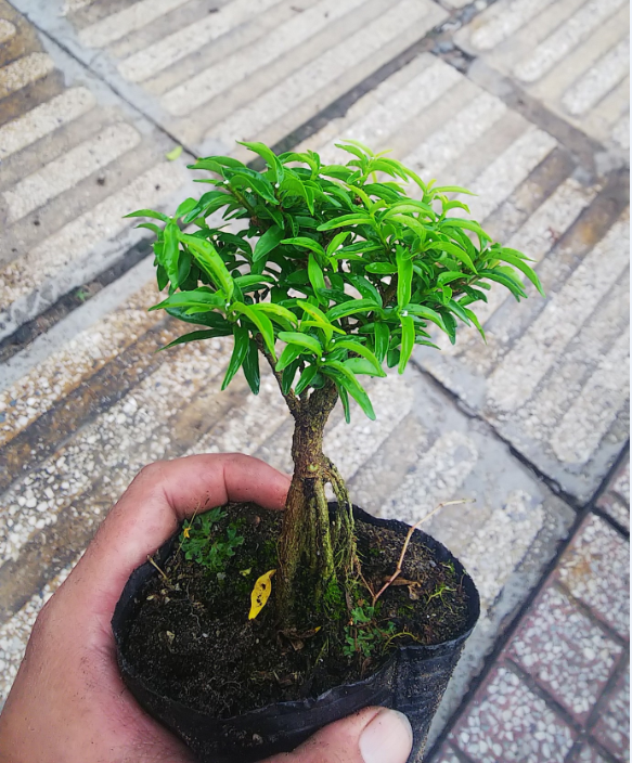 Mai chiếu thủy bonsai mini Tặng  phân tan chậm.