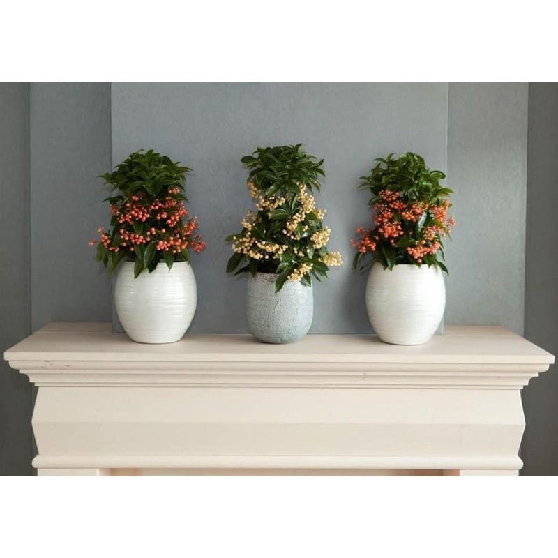 Cây giống kim ngân lượng (1 bầu cây)