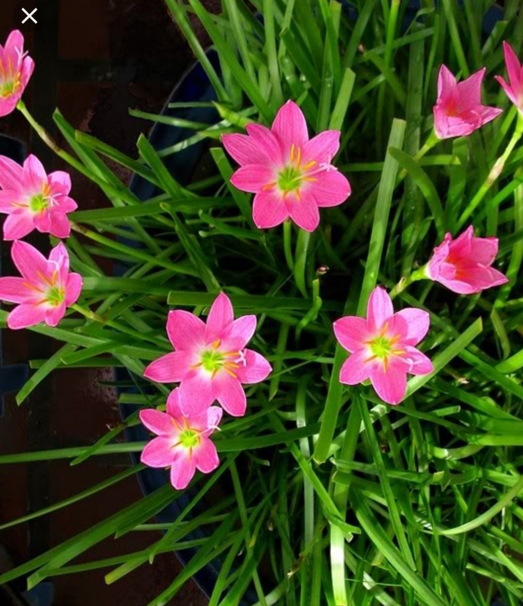 1 chậu hoa hẹ