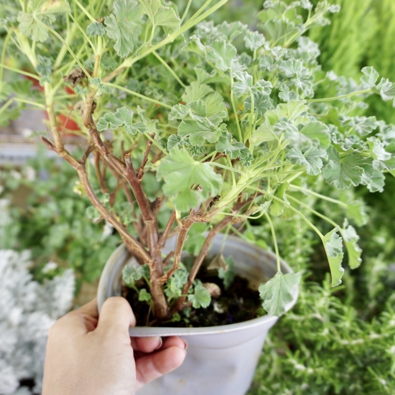 Cây Phong Lữ Táo JUN GARDEN Apple Geranium, Rất Thơm Và Dễ Chăm Sóc