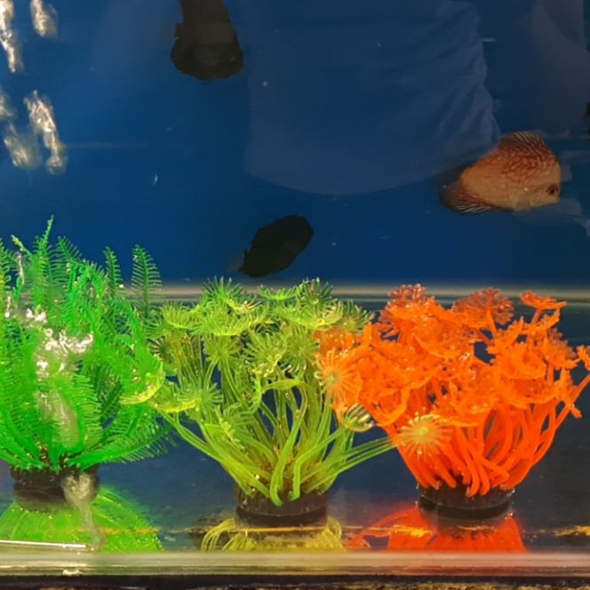 Hải quỳ trang trí bế cá, hồ cá, thủy sinh, cảnh giả .giá siêu rẻ