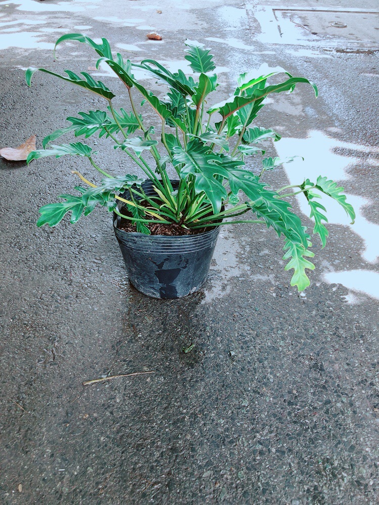 Trầu Bà Chân Vịt