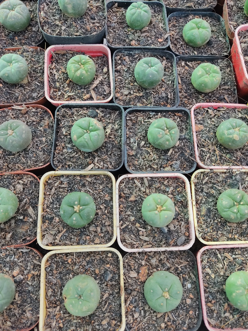 Xương rồng LOPO (size cây 3-4 cm)