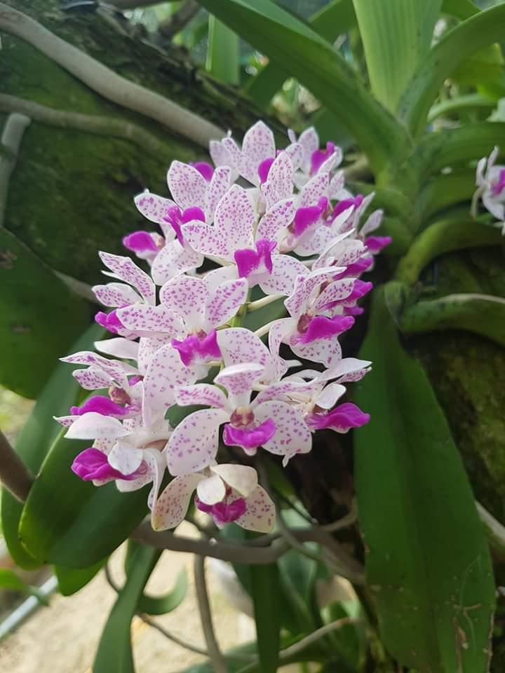 Lan rừng ngọc điểm (ghép chậu lớn 2 cây)
